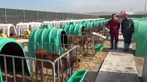 Amasya'da yetiştiriliyor, bu inekler tam bir süt makinesi: Sütünün protein değeri çok yüksek!