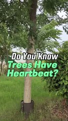 Didyouknow - Trees have heartbeat
