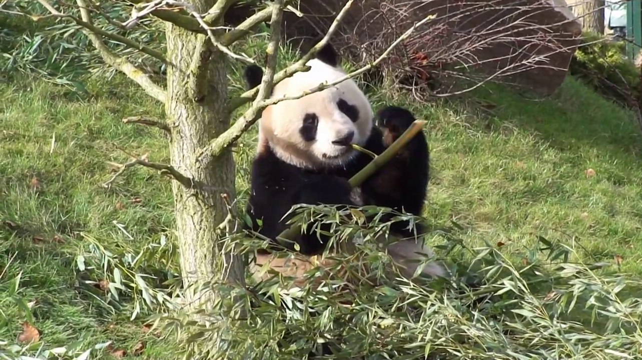 zoo Beauval