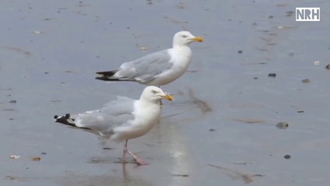 Stress relief video with most beautiful birds & relaxing music
