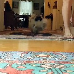 beautiful moments for animals