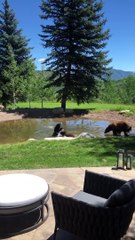 Playful Bear Cubs Swim in Backyard Pond