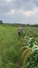 Today I went to the fields and brought sesame leaves from there and after coming home we made FRITTER, this is a very easy recipe.