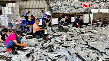 嘉義剖烏場奇景！烏魚瀑布壯觀現身，漁民笑聲連連🌊