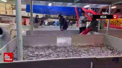 Karadeniz’de hamsi bolluğu sürüyor: Fiyatlar 35 TL seviyesinde