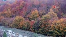 Sinop ormanlarında renk cümbüşü