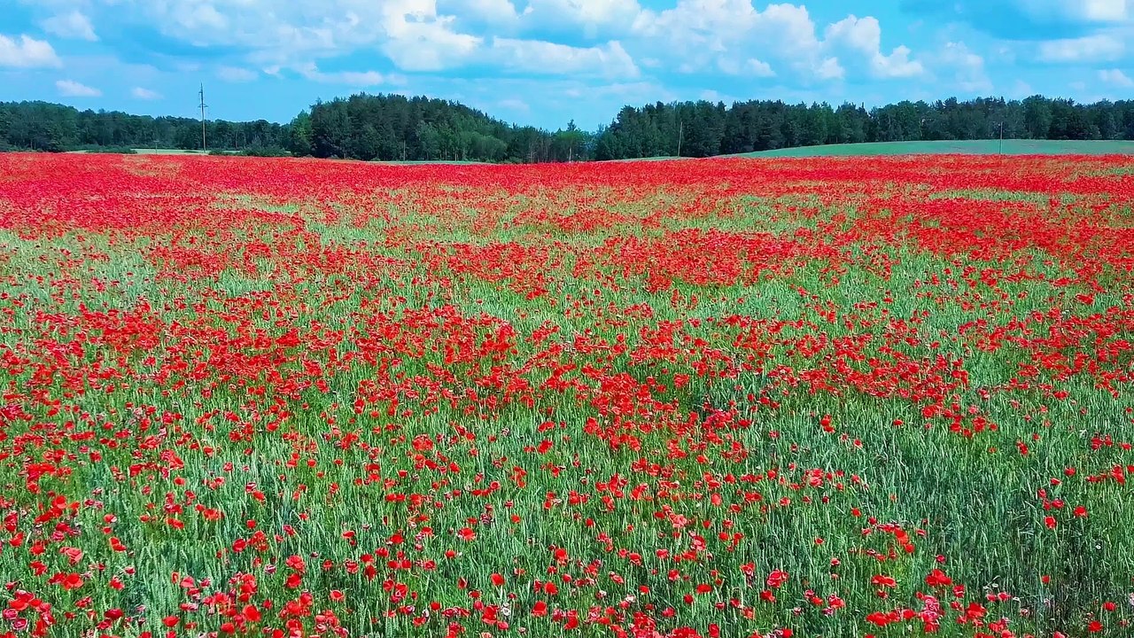 Ultimate Relaxing Music Experience #viral #viralvideo #beautiful