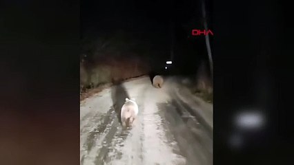 Tokat'ta Vatandaşlar Ayıları Cep Telefonuyla Görüntüledi