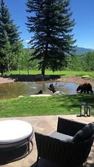 Playful Bear Cubs Swim in Backyard Pond