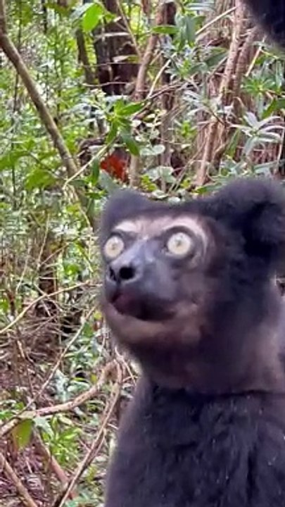 Lemur Sings A Beautiful Song