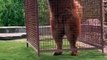 Tibetan Mastiff Giant Dog  freak