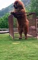 Tibetan Mastiff Giant Dog  freak