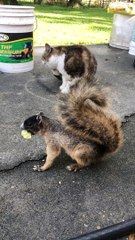 Cat Cuddles Hungry Squirrel