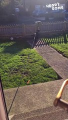 Heartwarming Friendship: Dog Befriends Garbage Man! Daily Joyful Wiggles || Heartsome 