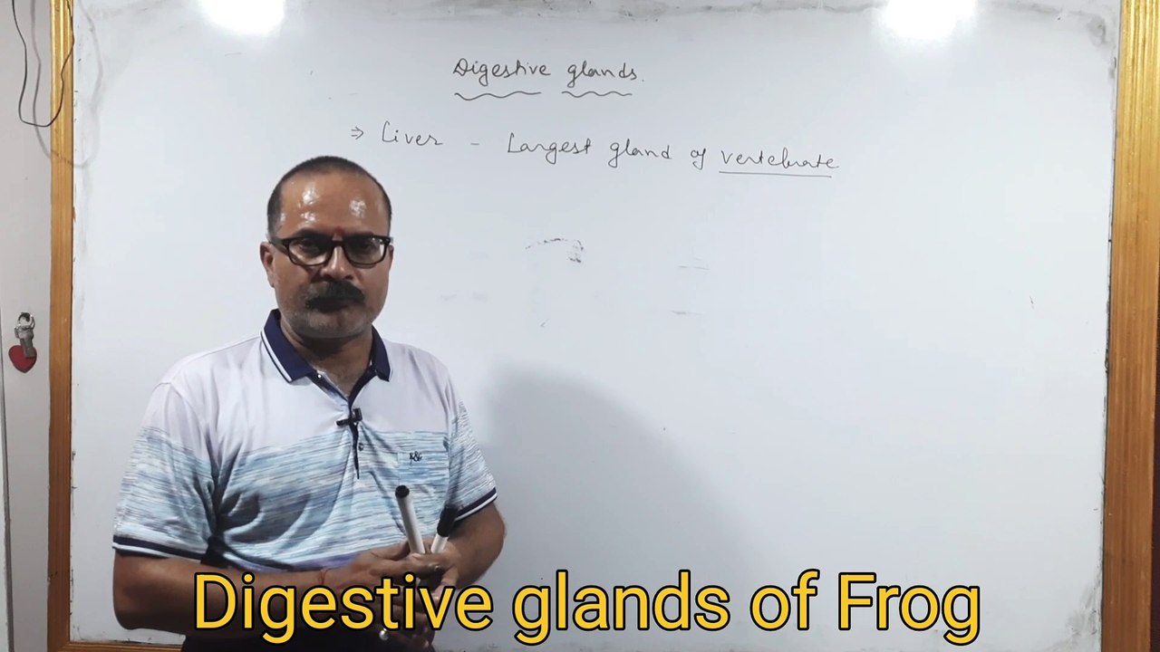 Digestive glands of Frog #neet #frog