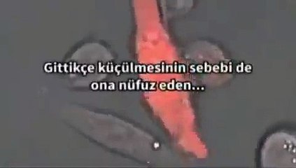 Kanser hücresini mutluluk hormonu yok ediyor