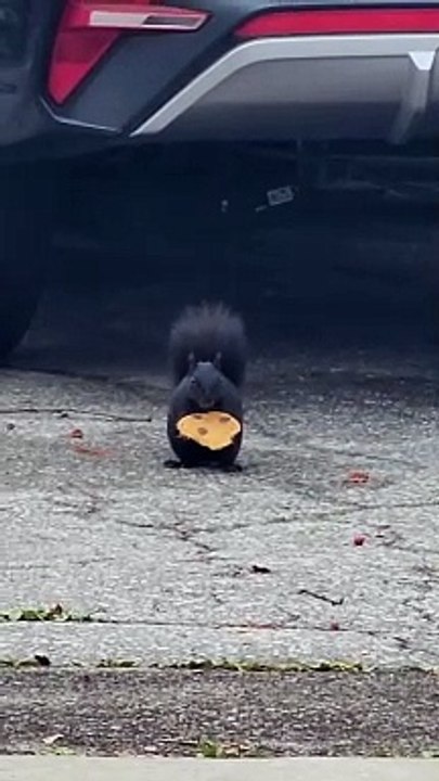 Squirrel Nibbles On Cookie