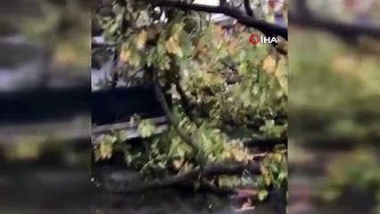 Kocaeli'de şiddetli rüzgar ağacı kökünden söktü