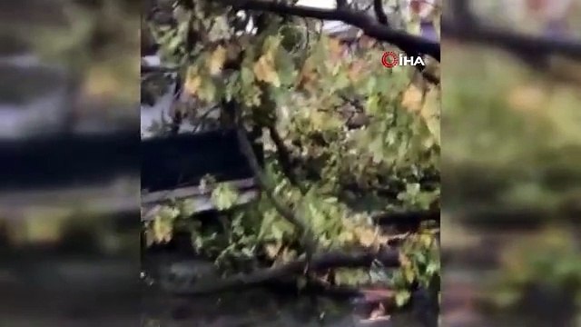 Kocaeli'de şiddetli rüzgar ağacı kökünden söktü