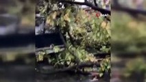 Un vent fort a déraciné un arbre à Kocaeli