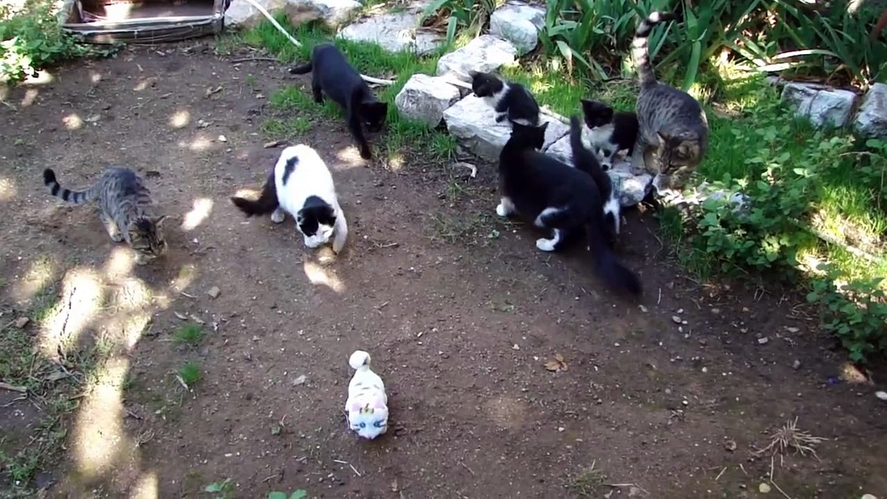 OYUNCAK KEDİ VE ŞAŞKIN KEDİLER