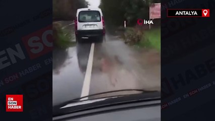 Antalya'da şiddetli rüzgar ağaçları devirdi