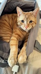 Cat Refuses to Be Left Behind