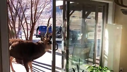 Mounted Deer Head Attracts Buck's Attention