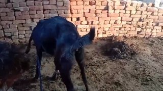 Listeriosis || treatment of meningitis in goats || #shorts #viral