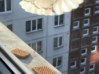 Bir martı ile bir karganın isabeti arasındaki fark