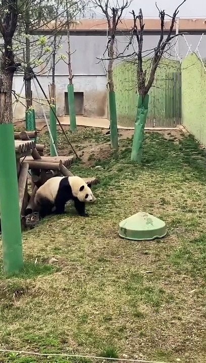 Adorable pandas.