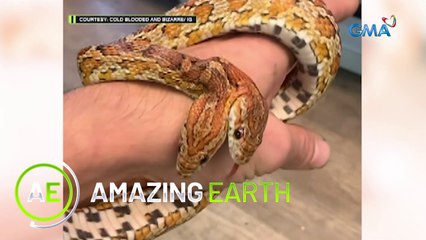 Amazing Earth: Ahas na may DALAWANG ULO?!