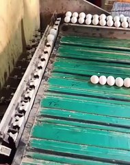 Automated Egg Size Sorting #shorts #viral #shortsvideo #video #innovationhub