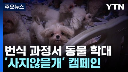 작은 강아지 번식 과정에서 가혹한 학대...'사지않을개' 캠페인 / YTN