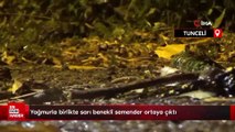 Tunceli'de yağmurla birlikte sarı benekli semender ortaya çıktı