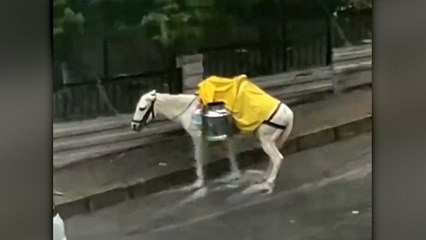 İzmir’de iple bağlanan at sağanak yağışın altında mahsur kaldı