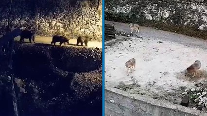 Köye inen 3 ayı ve 4 kurt kamerada