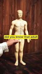 Did You Know - Human Bones | Dailymotion | Facts | FactsOnFire