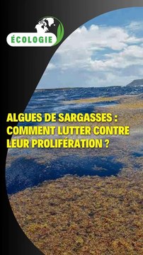 Algues de sargasses : comment lutter contre leur prolifération ?