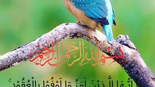 Surah Al-Maidah Ayah/Verse/Ayat 1 Recitation (Arabic) with  Urdu Translations سورۃ المائدہ