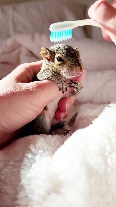 Bath Time for Baby Squirrel