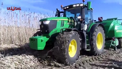 Samsun'da Kenevir Üretimi! Ekim Alanlarında Hasat Yapıldı
