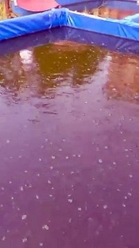 Tebar bibit lele ukuran 7-8cm pakan awal pelet HI-PRO-VITE 781-1, Apakah sama dengan kalian❓