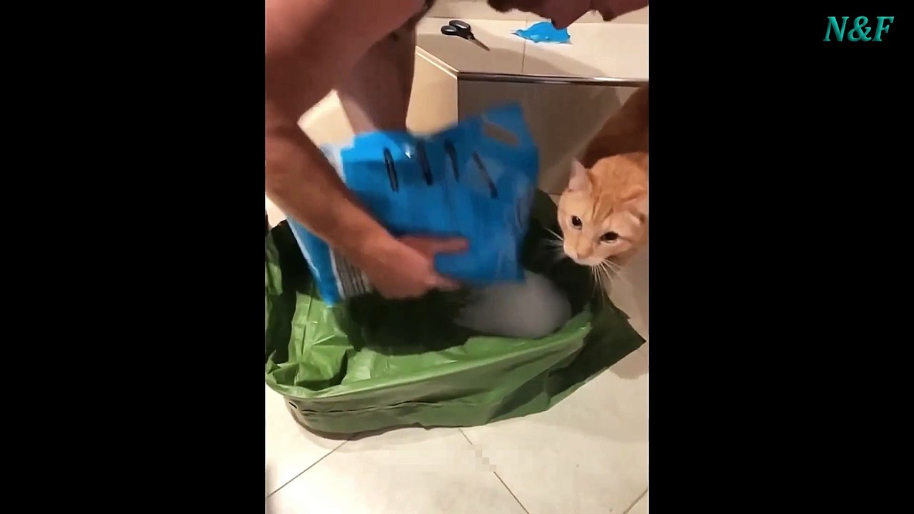 Funniest Cats Videos, The Siliest, Cutest And Funniest Cats 59