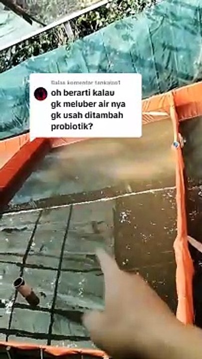 Jangan malas tebar probiotik atau garam grosok kekolam setelah hujan