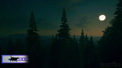 Night-Time Forest In Moonlight | Night Forest Ambient Sound
