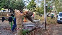 Parktaki çınar ağacı fırtınada yıkıldı