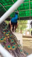Peacocks impress females with their Dance