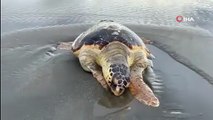 Hatay'da ölü caretta caretta sahile vurdu! Peki ömürleri ne kadar?