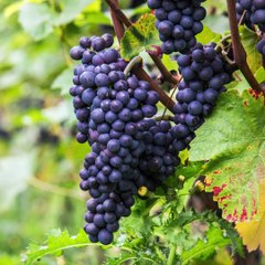 -Jacobo Shemaria Capuano- Empecemos con ¿Qué es vino? (Parte 1) (Creado por @JacoboShemariaCapuano)